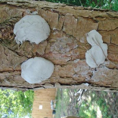 Tree People!
